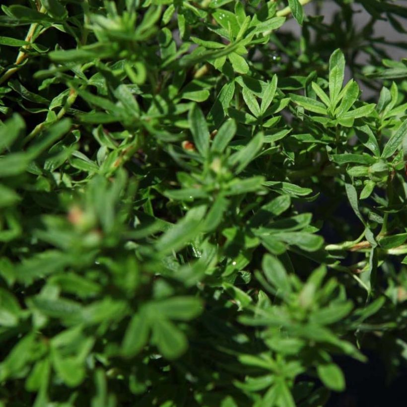 Fingerstrauch Bella Sol - Potentilla fruticosa (Foliage)