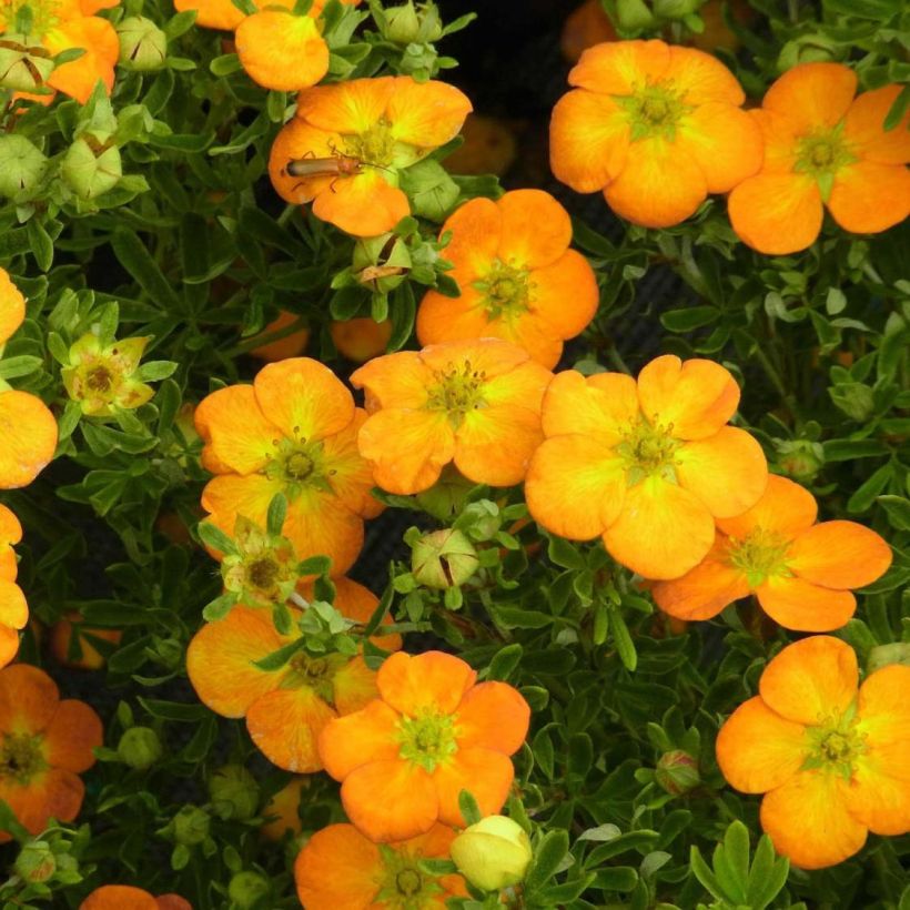 Fingerstrauch Bella Sol - Potentilla fruticosa (Flowering)