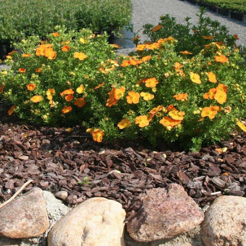 Fingerstrauch Bella Sol - Potentilla fruticosa (Plant habit)