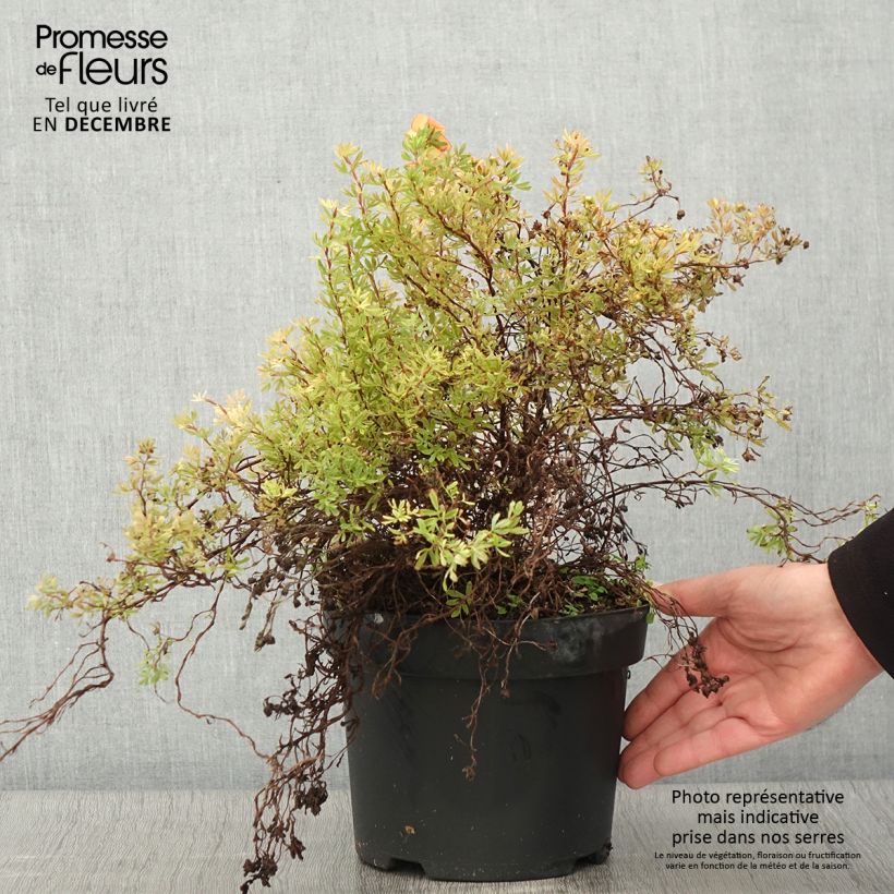 Example of Fingerstrauch Bella Sol - Potentilla fruticosa Topf mit 2L/3L as you get in automne