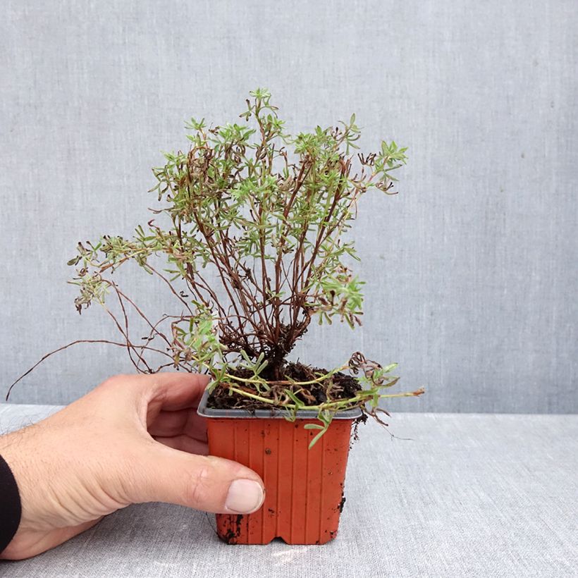 Exemplar von Fingerstrauch Hopley's Orange - Potentilla fruticosa Kleine Töpfe von 8/9 cm wie im Herbst geliefert