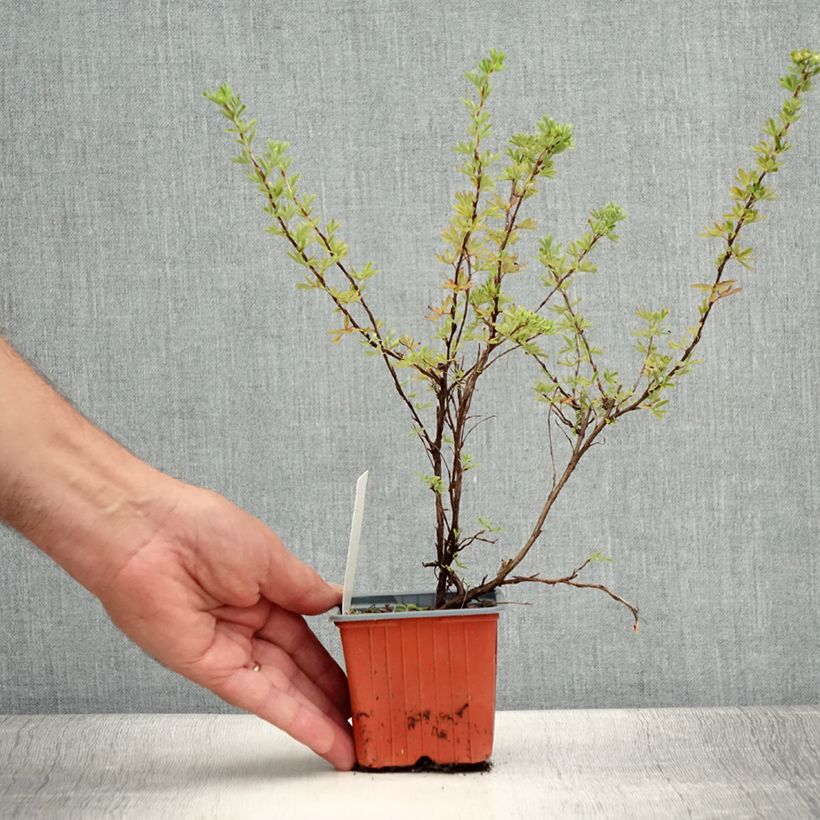 Example of Fingerstrauch Hopley's Orange - Potentilla fruticosa Kleine Töpfe von 8/9 cm as you get in ete