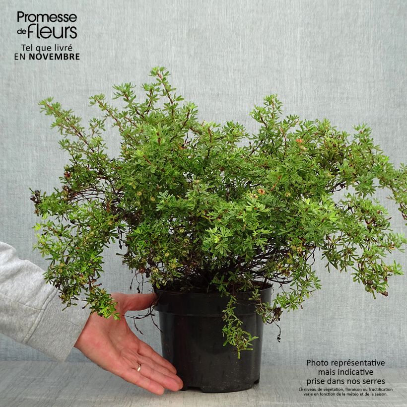 Example of Fingerstrauch Hopley's Orange - Potentilla fruticosa Topf mit 3L/4L as you get in automne