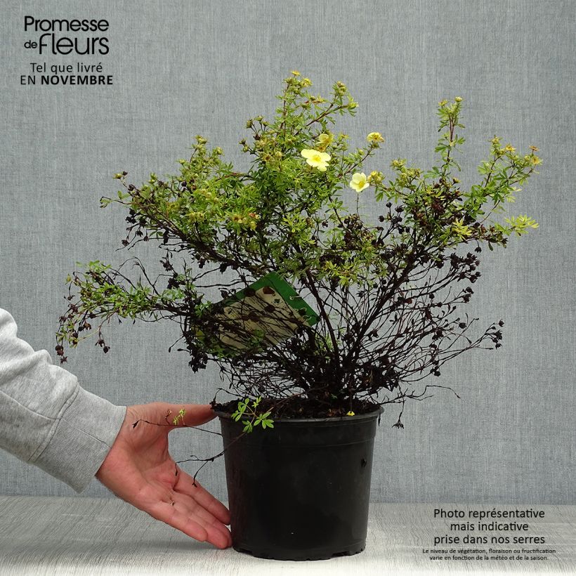 Example of Fingerstrauch Kobold - Potentilla fruticosa Topf mit 3L/4L as you get in automne