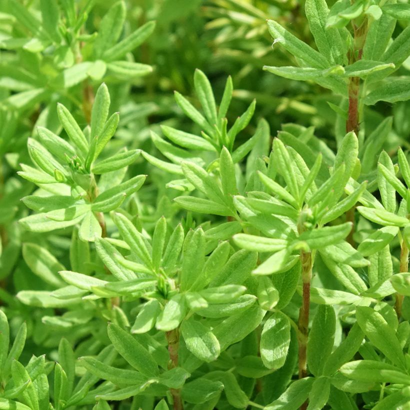 Fingerstrauch Marmalade - Potentilla fruticosa (Foliage)