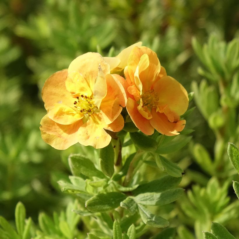 Fingerstrauch Marmalade - Potentilla fruticosa (Flowering)