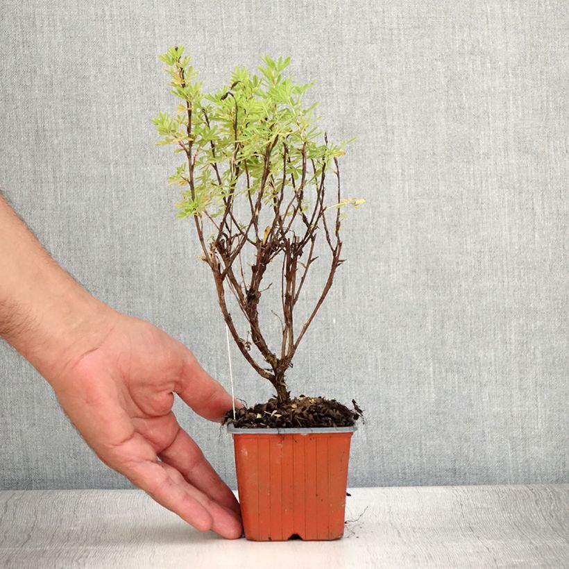 Example of Fingerstrauch Marmalade - Potentilla fruticosa Kleine Töpfe von 8/9 cm as you get in ete
