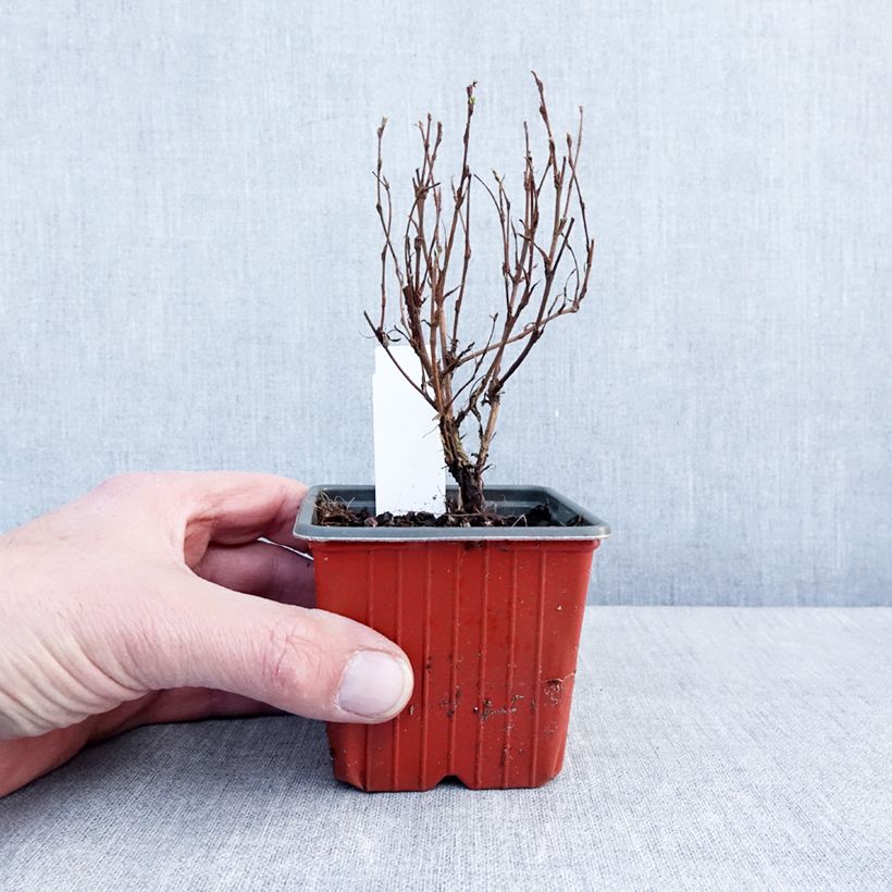 Exemplar von Fingerstrauch Marmalade - Potentilla fruticosa Kleine Töpfe von 8/9 cm wie im Winter geliefert