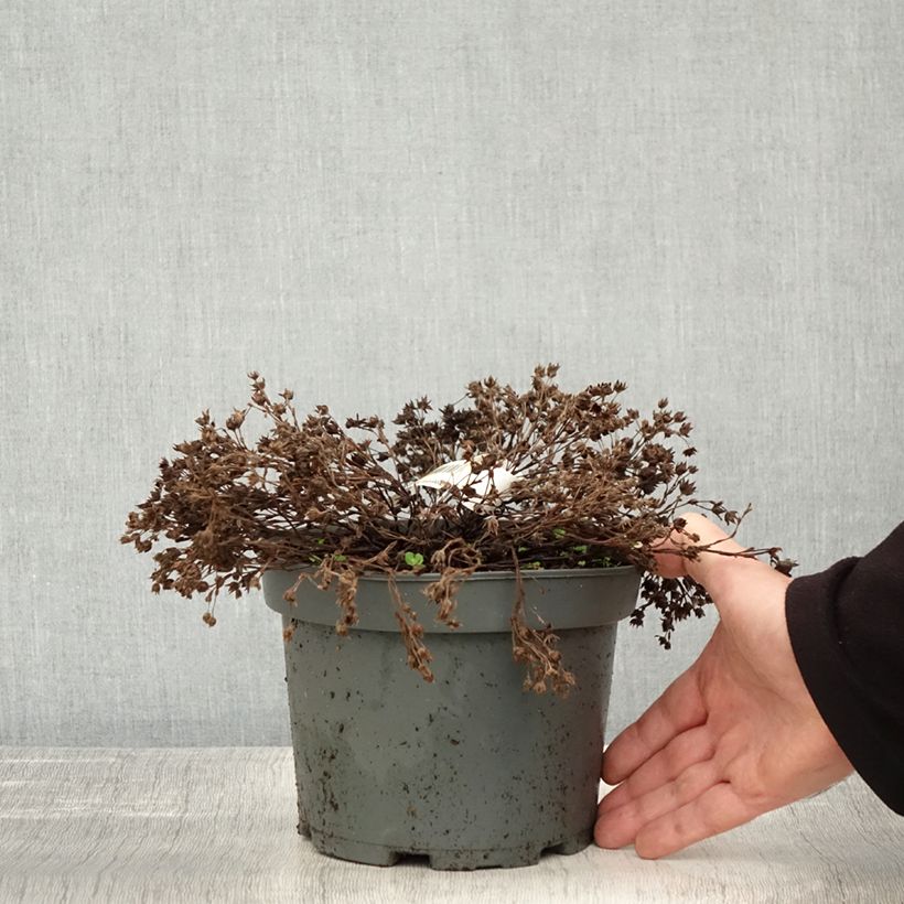 Example of Fingerstrauch Bella Bianca - Potentilla fruticosa Topf mit 2L/3L as you get in automne
