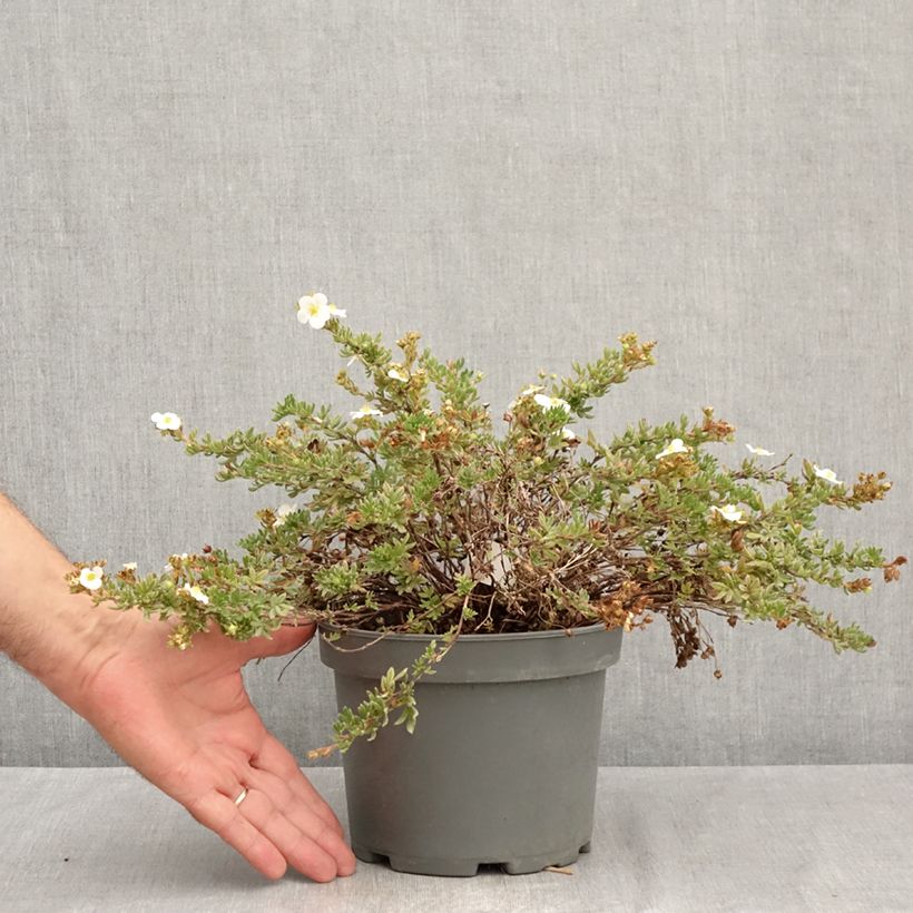 Exemplar von Fingerstrauch Bella Bianca - Potentilla fruticosa Topf mit 2L/3L wie im Sommer geliefert