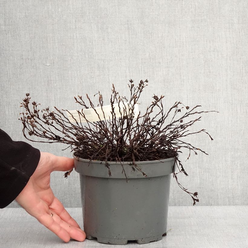 Exemplar von Fingerstrauch Bella Bianca - Potentilla fruticosa Topf mit 2L/3L wie im Winter geliefert