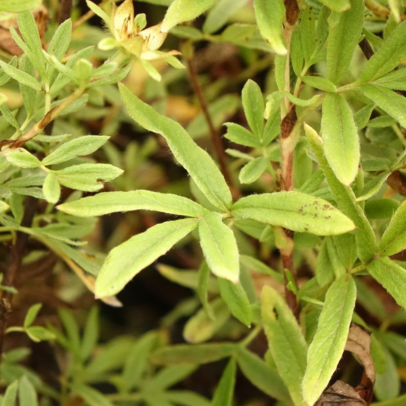 Fingerstrauch Creamissima - Potentilla fruticosa (Foliage)