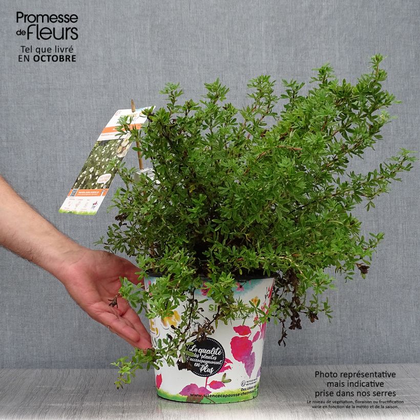 Example of Fingerstrauch Double Punch Cream - Potentilla fruticosa Topf mit 3L/4L as you get in automne