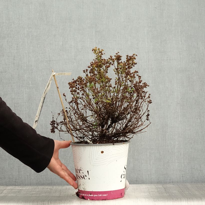 Example of Fingerstrauch Double Punch Peach - Potentilla fruticosa Topf mit 3L/4L as you get in automne