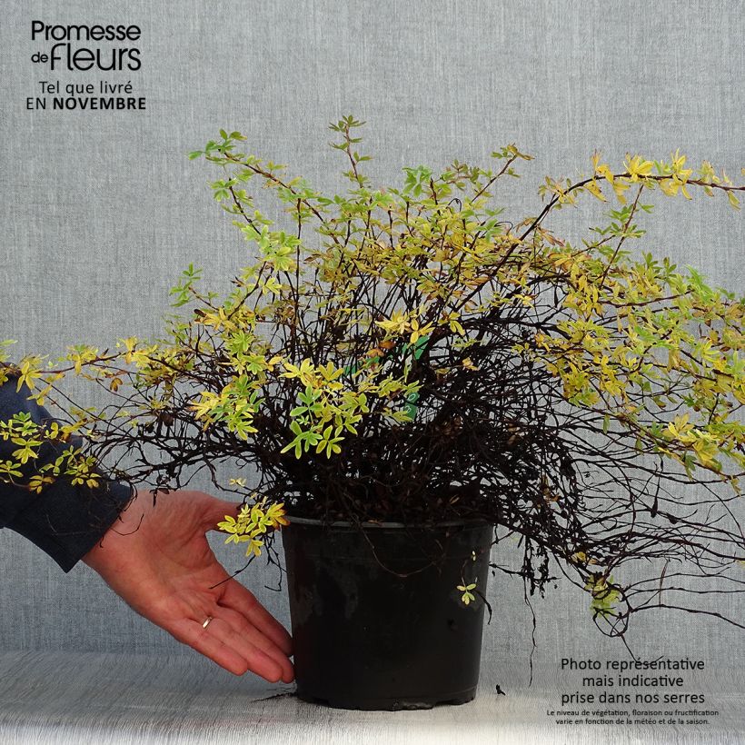 Example of Fingerstrauch Elizabeth - Potentilla fruticosa Topf mit 2L/3L as you get in automne