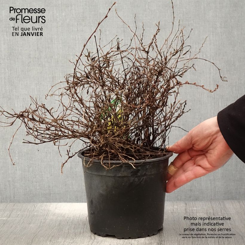 Exemplar von Fingerstrauch Elizabeth - Potentilla fruticosa Topf mit 2L/3L wie im Winter geliefert