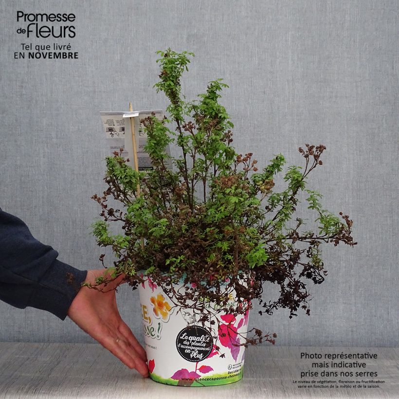 Example of Fingerstrauch Red'issima - Potentilla fruticosa Topf mit 4L/5L as you get in automne