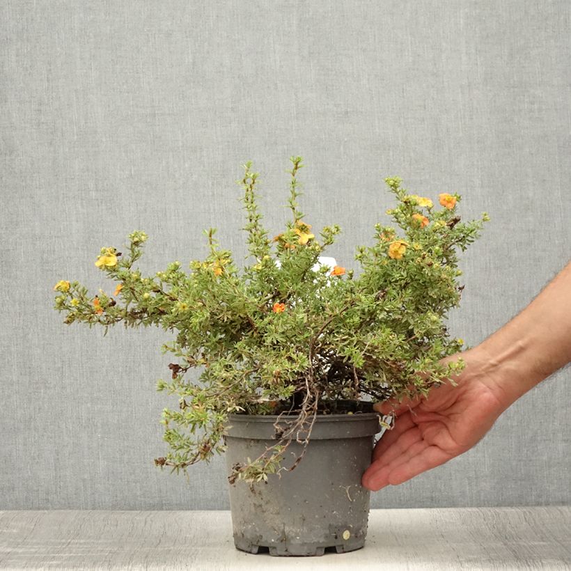 Exemplar von Fingerstrauch Red joker - Potentilla fruticosa Topf mit 3L/4L wie im Sommer geliefert