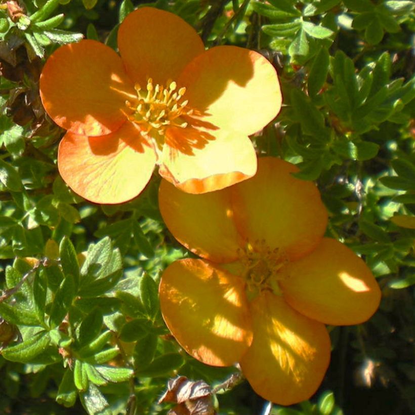 Fingerstrauch Solar'issima - Potentilla fruticosa (Flowering)