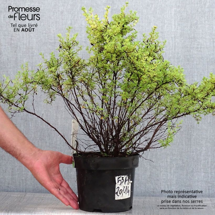Exemplar von Fingerstrauch Red Lady - Potentilla fruticosa Topf mit 2L/3L wie im Sommer geliefert