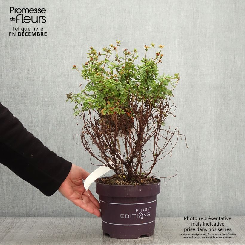 Example of Fingerstrauch Mandarin Tango - Potentilla fruticosa Topf mit 2L/3L as you get in automne