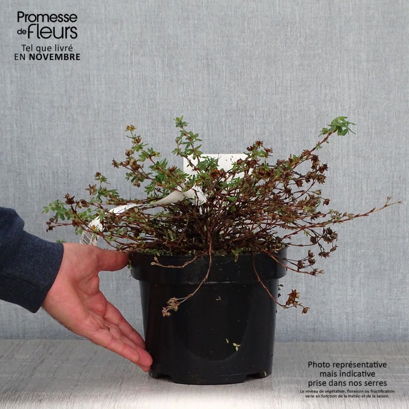 Example of Fingerstrauch Medicine Wheel Mountain - Potentilla fruticosa Topf mit 2L/3L as you get in automne