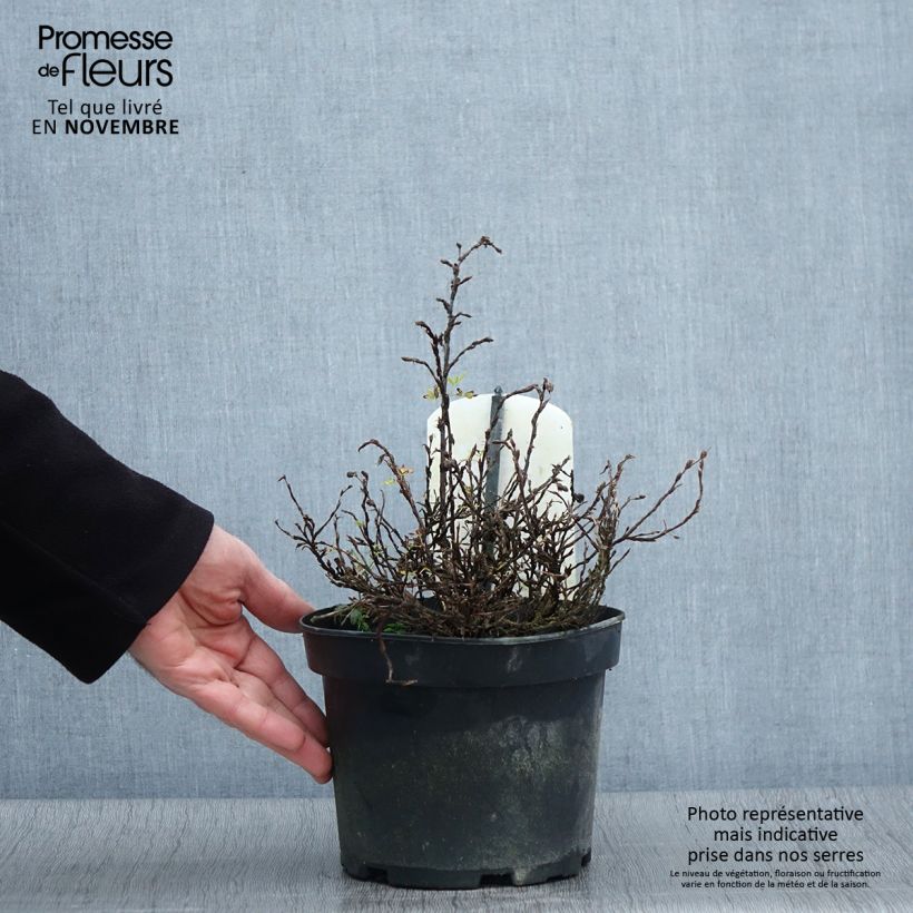 Example of Fingerstrauch Tilford Cream - Potentilla fruticosa Topf mit 2L/3L as you get in automne