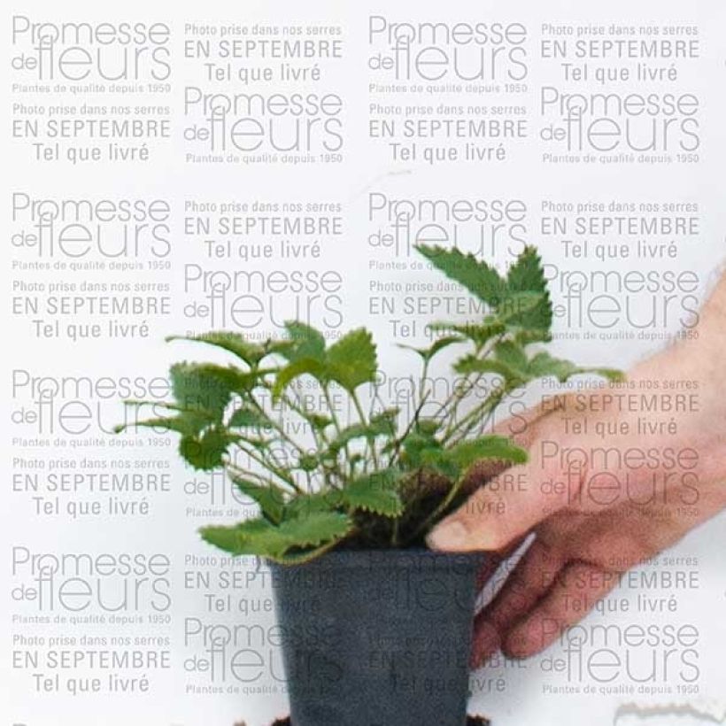 Example of Potentilla Yellow Queen - Fingerkraut Kleine Töpfe von 8/9 cm as you get