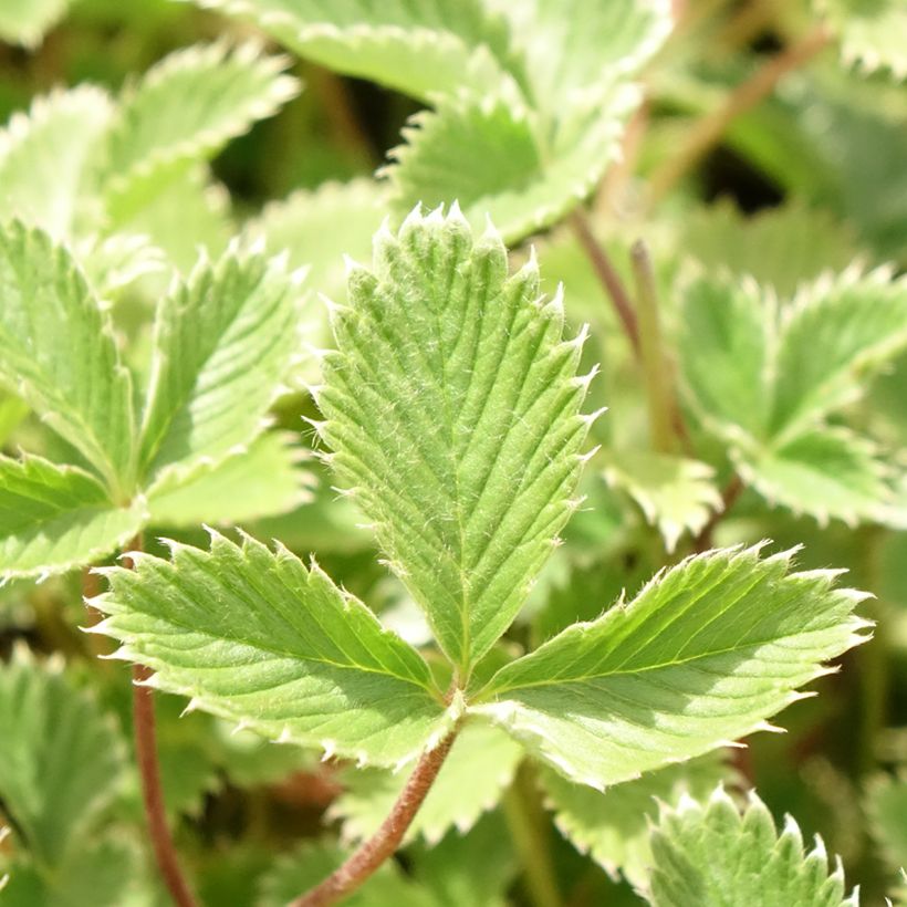 Blutrotes Fingerkraut - Potentilla atrosanguinea (Foliage)