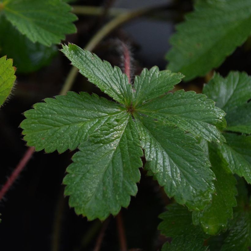 Potentilla hopwoodiana - Hopwoods Fingerkraut (Foliage)