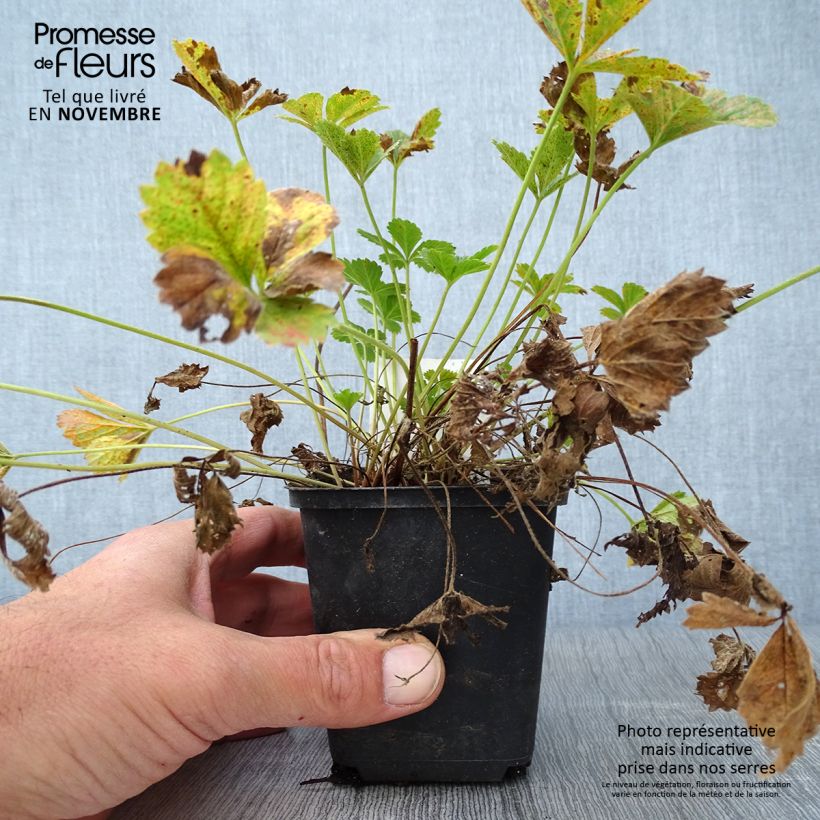 Example of Potentilla tonguei - Fingerkraut Kleine Töpfe von 8/9 cm as you get in automne