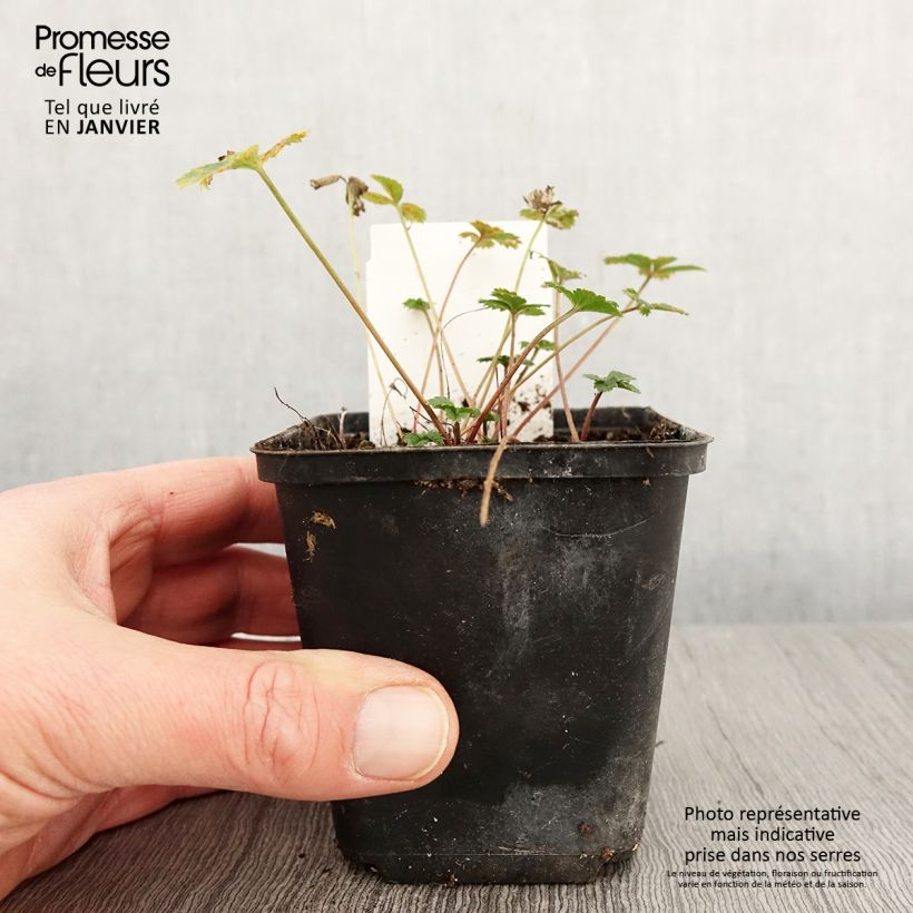 Exemplar von Potentilla tonguei - Fingerkraut Kleine Töpfe von 8/9 cm wie im Winter geliefert