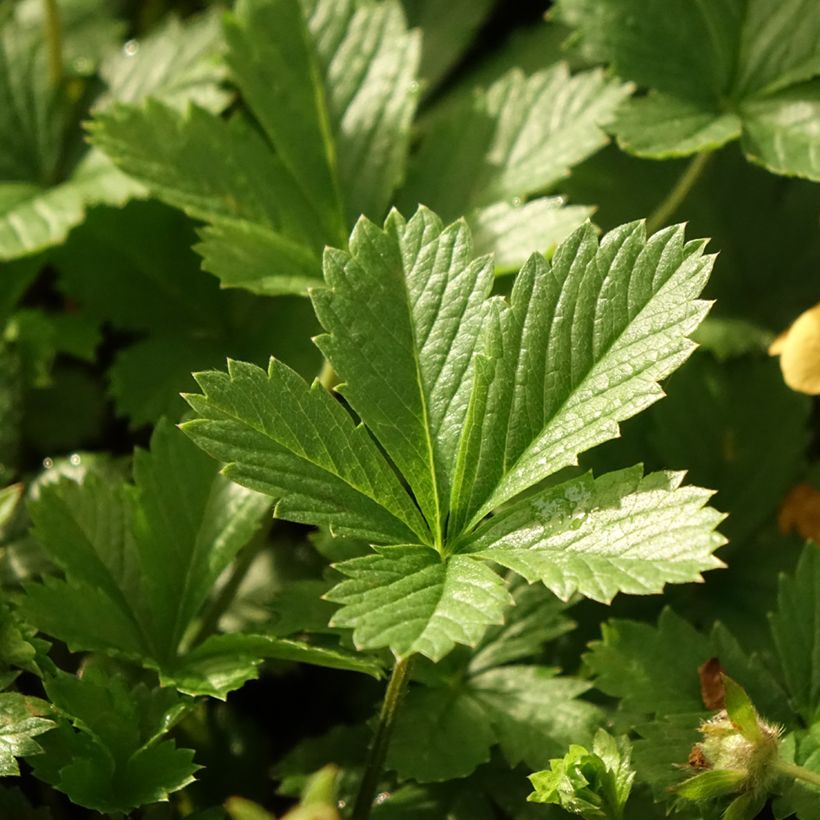 Potentilla tonguei - Fingerkraut (Foliage)