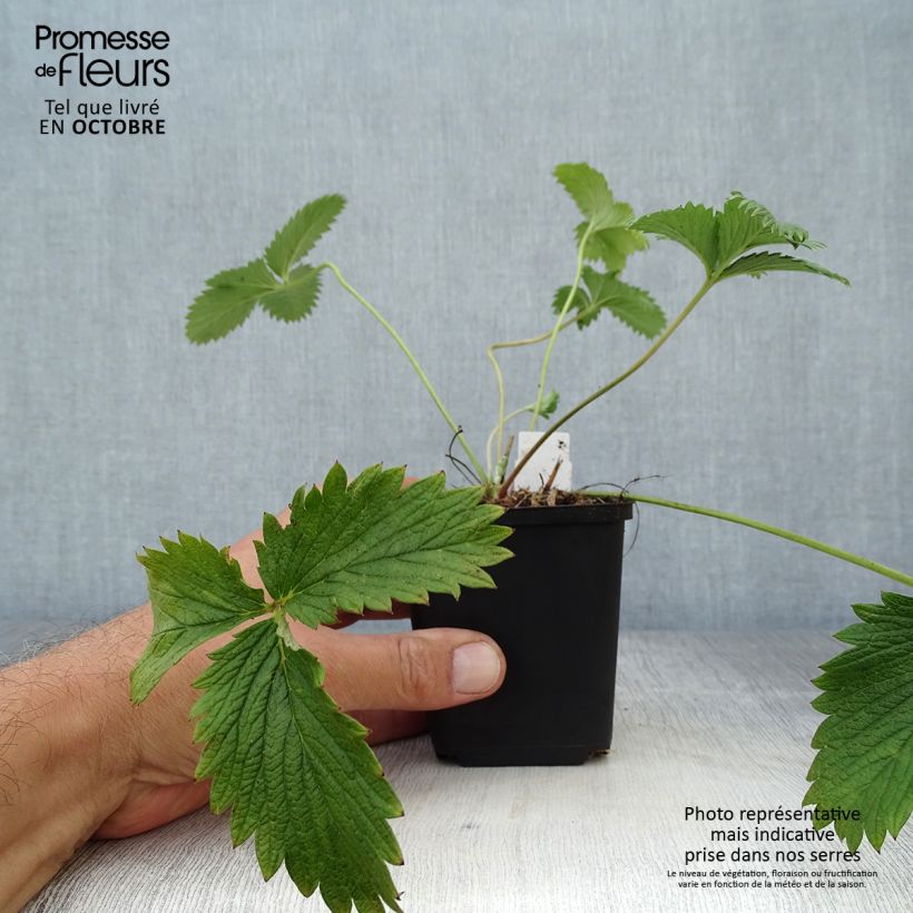 Example of Potentilla William Rollisson - Oranges Fingerkraut Kleine Töpfe von 8/9 cm as you get in automne