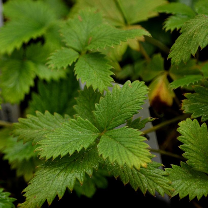 Potentilla Yellow Queen - Fingerkraut (Foliage)