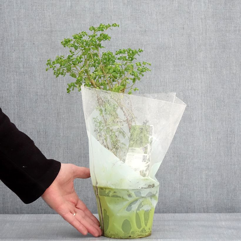 Exemplar von Portulak - Portulaca oleracea Topf mit 1,5L/2L wie im Winter geliefert