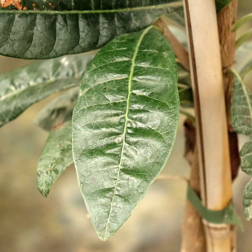 Pouteria obovata - Lucuma (Foliage)