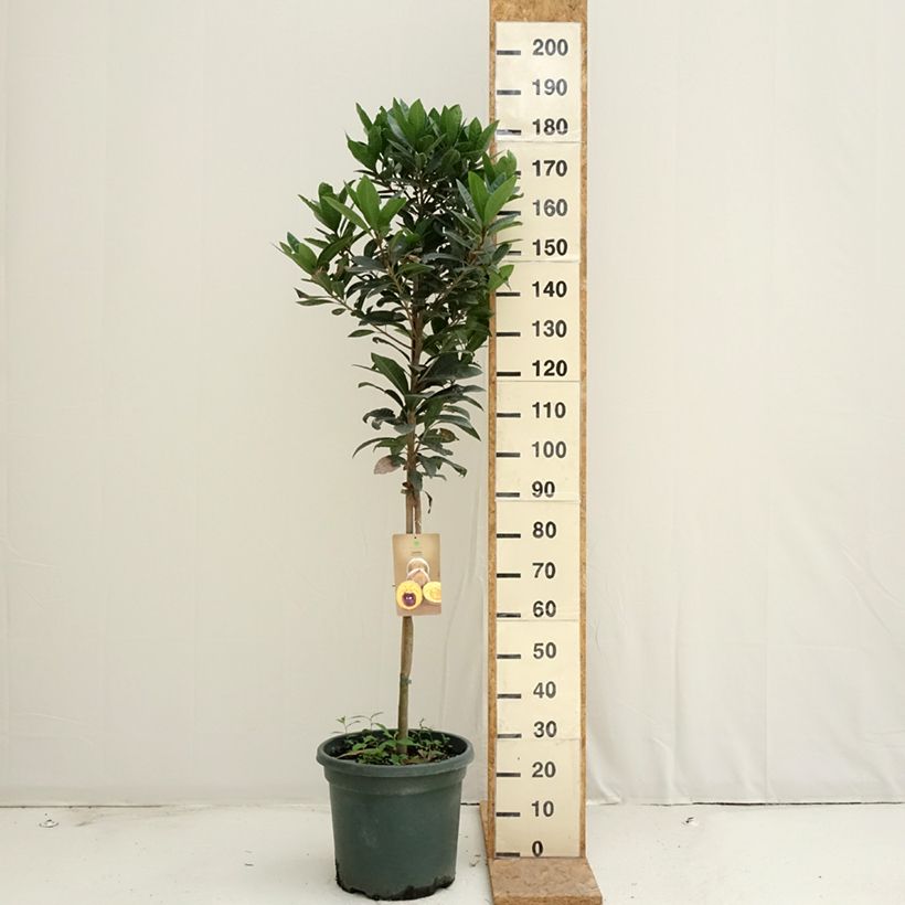 Example of Pouteria obovata - Lucuma Topf mit 20L/25L as you get in ete