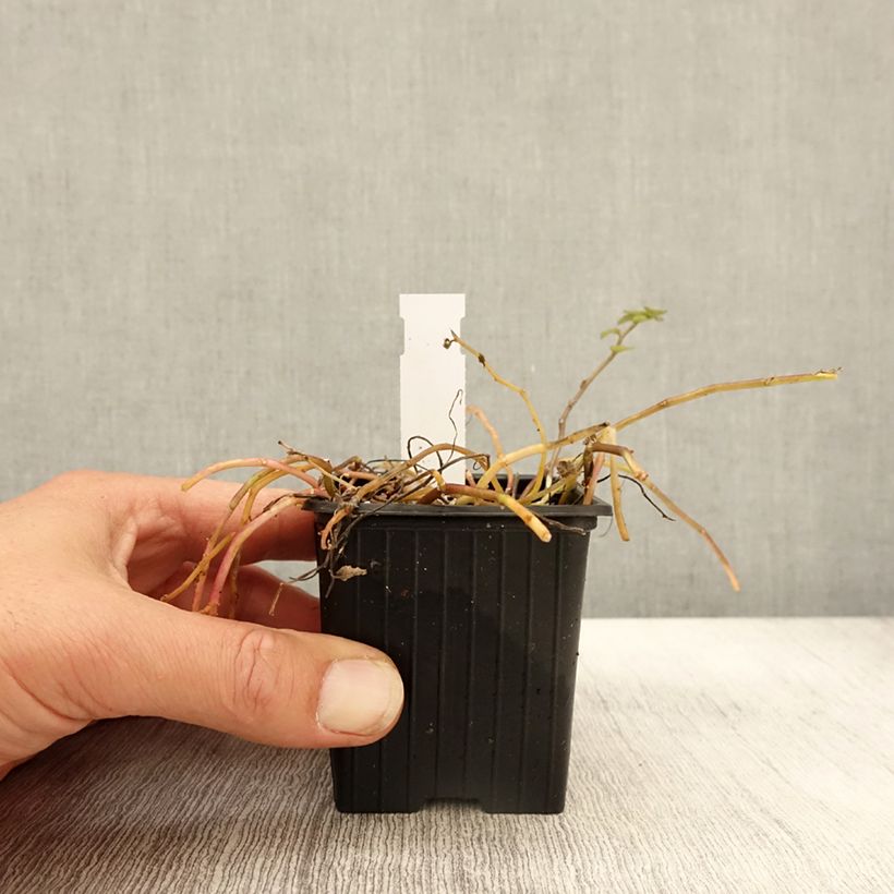 Example of Pratia pedunculata Alba - Teppichlobelie Kleine Töpfe von 8/9 cm as you get in automne