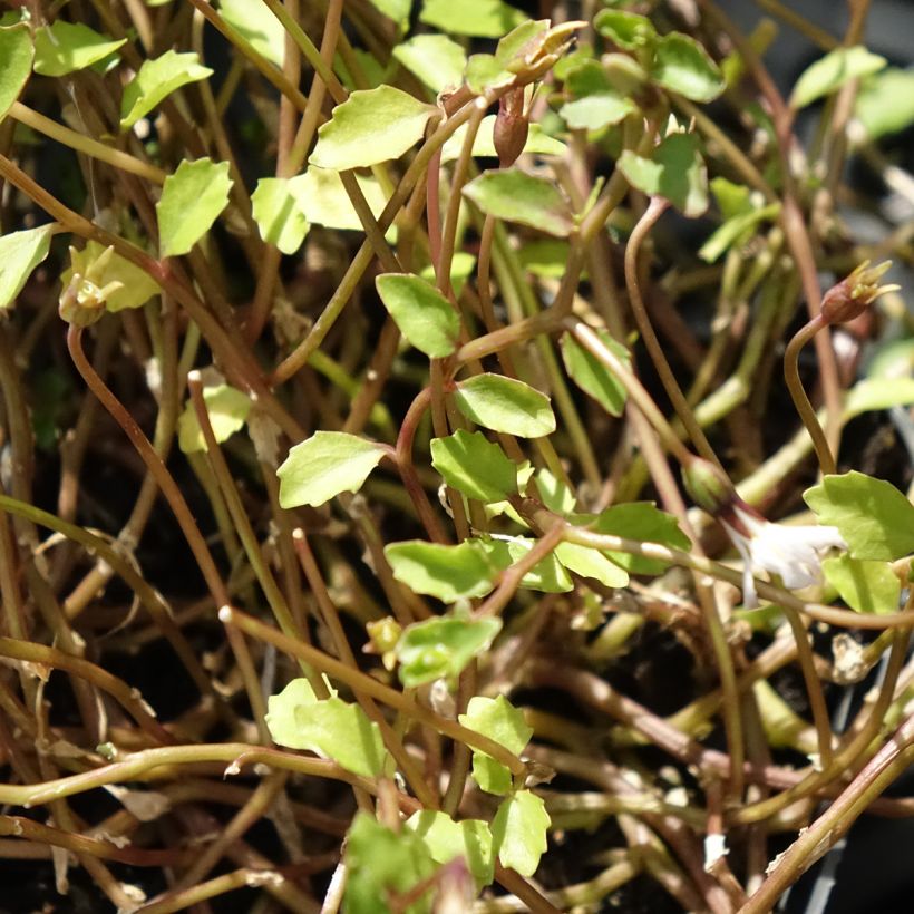 Pratia pedunculata Alba - Teppichlobelie (Laub)