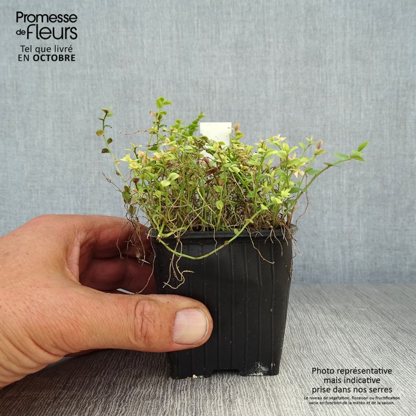 Example of Pratia pedunculata County Park - Teppichlobelie Kleine Töpfe von 8/9 cm as you get in automne