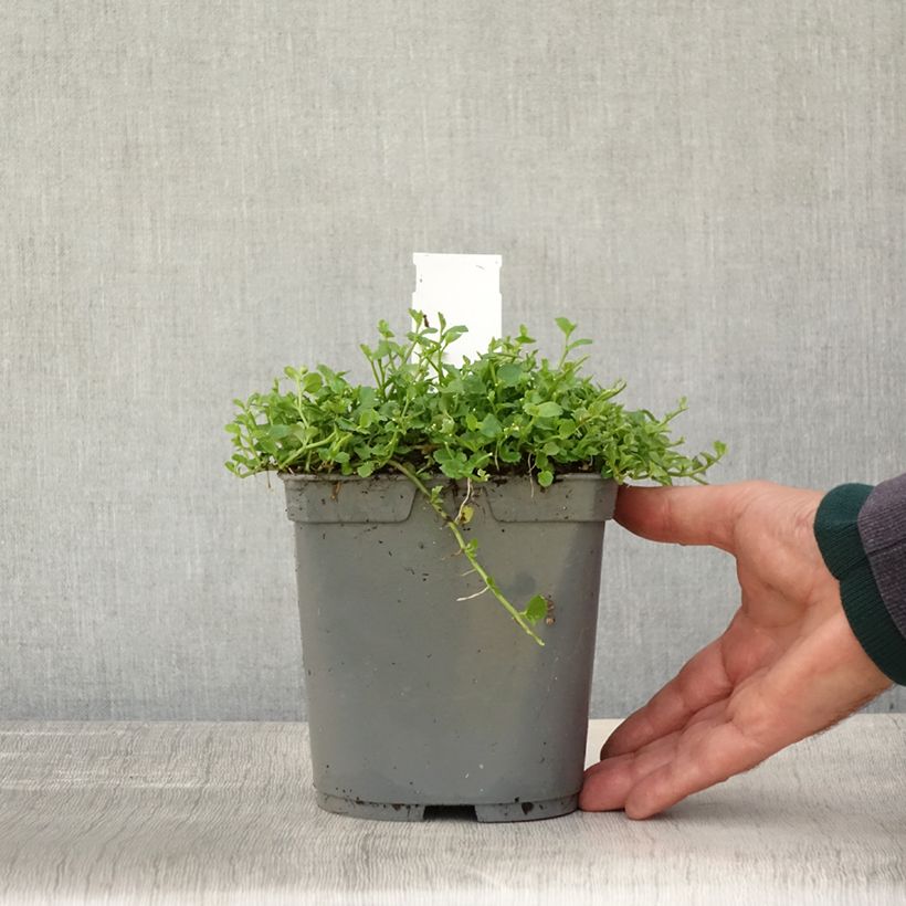 Example of Pratia pedunculata - Teppichlobelie Topf mit 2L/3L as you get in automne