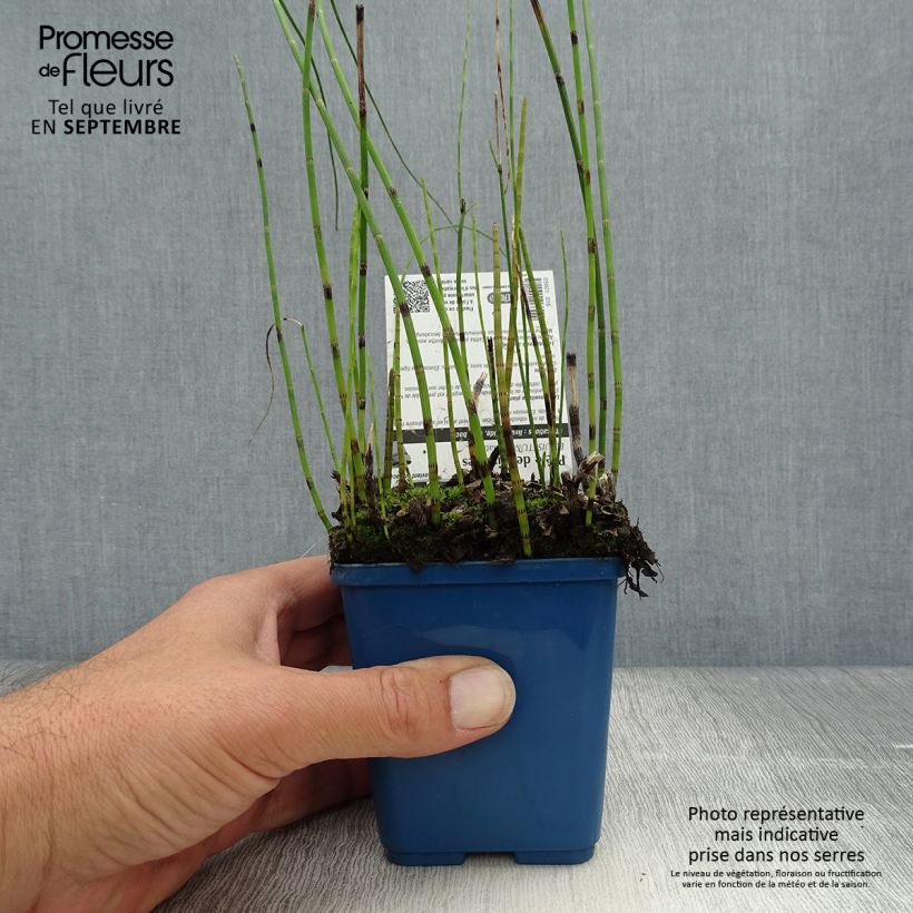 Example of Equisetum fluviatile - Teich-Schachtelhalm Kleine Töpfe von 8/9 cm as you get in automne