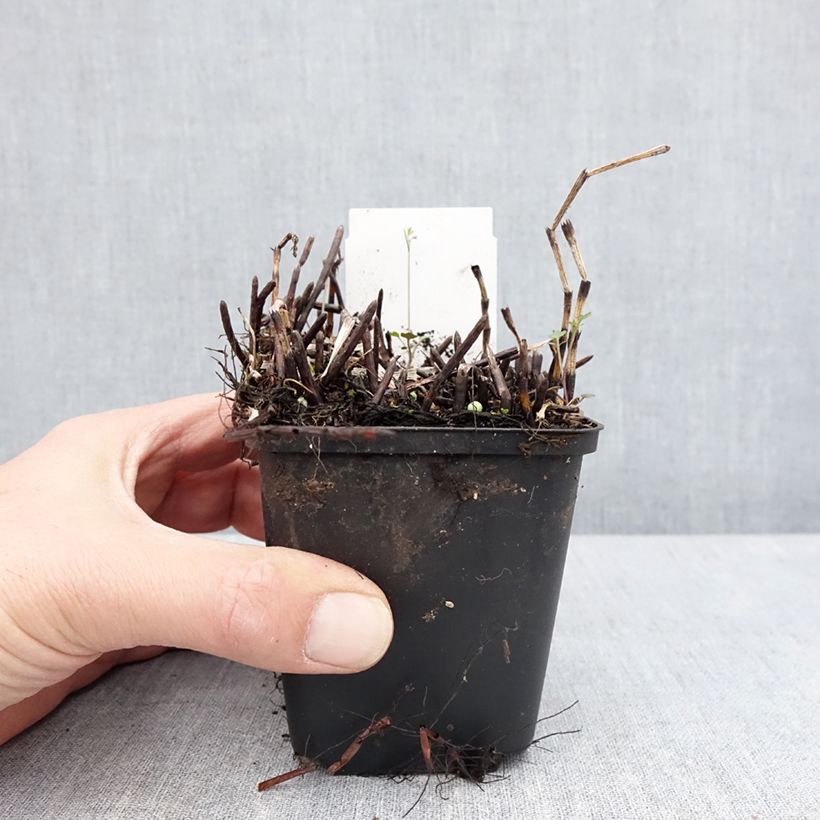 Exemplar von Equisetum fluviatile - Teich-Schachtelhalm Kleine Töpfe von 8/9 cm wie im Frühjahr geliefert