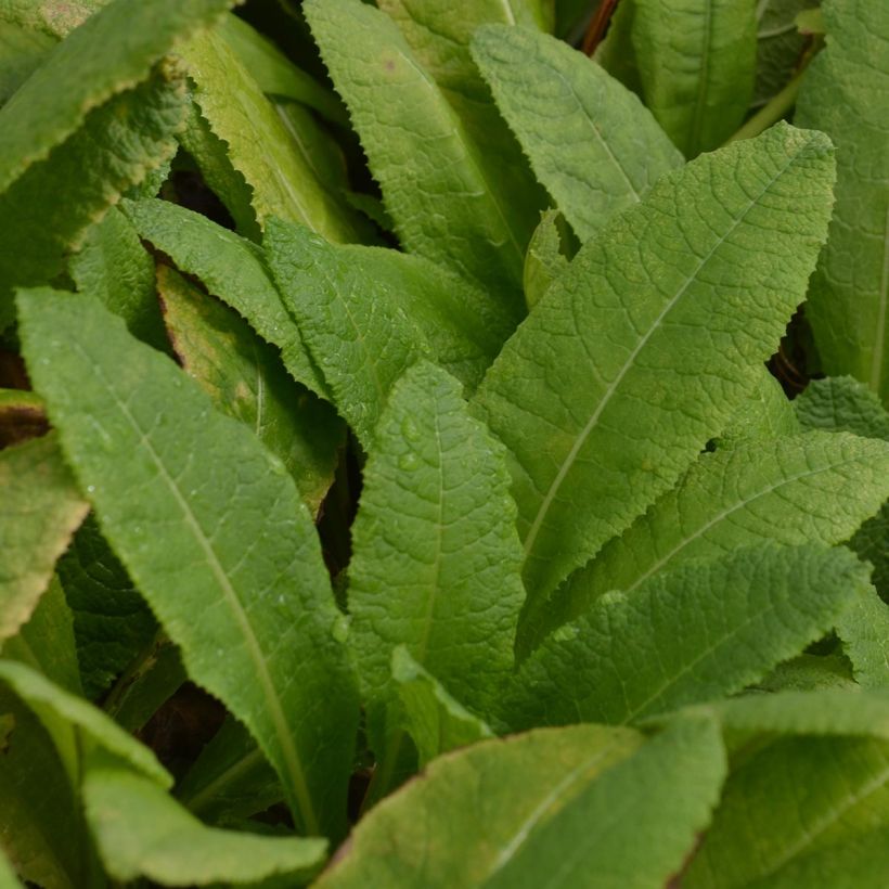 Primula bulleyana - Etagen-Primel (Foliage)
