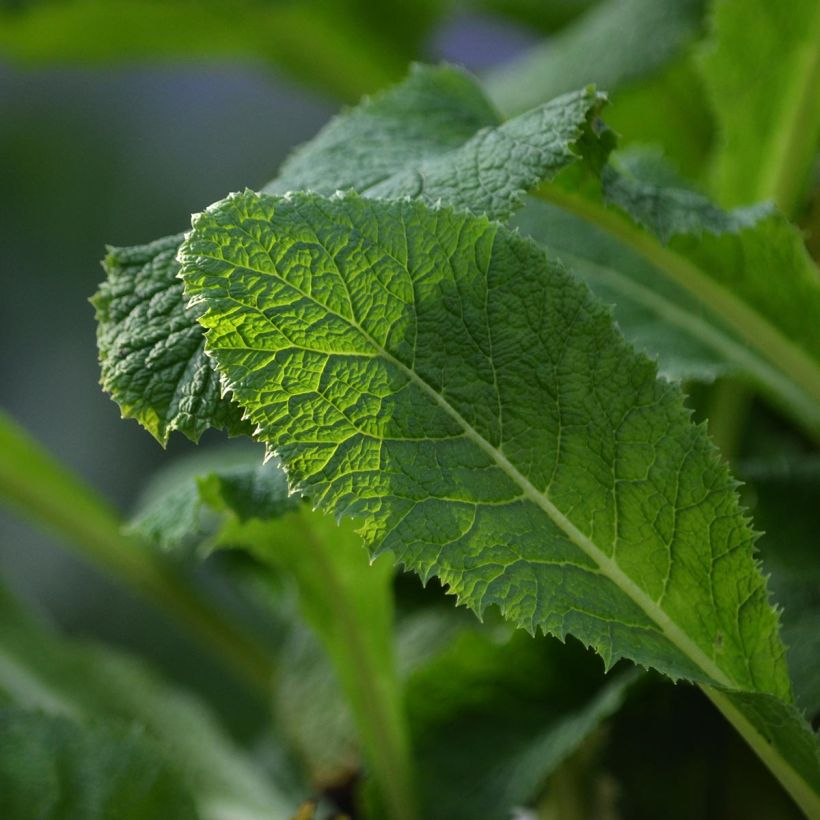 Primula pulverulenta - Primel (Foliage)