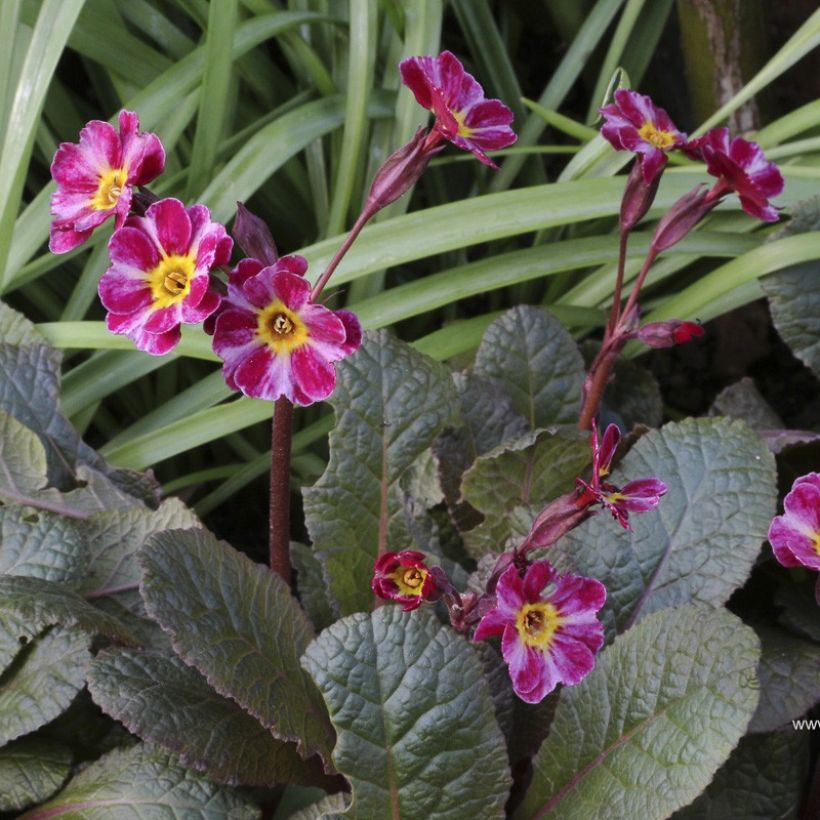 Primula polyantha Dark Rosaleen - Primel (Flowering)