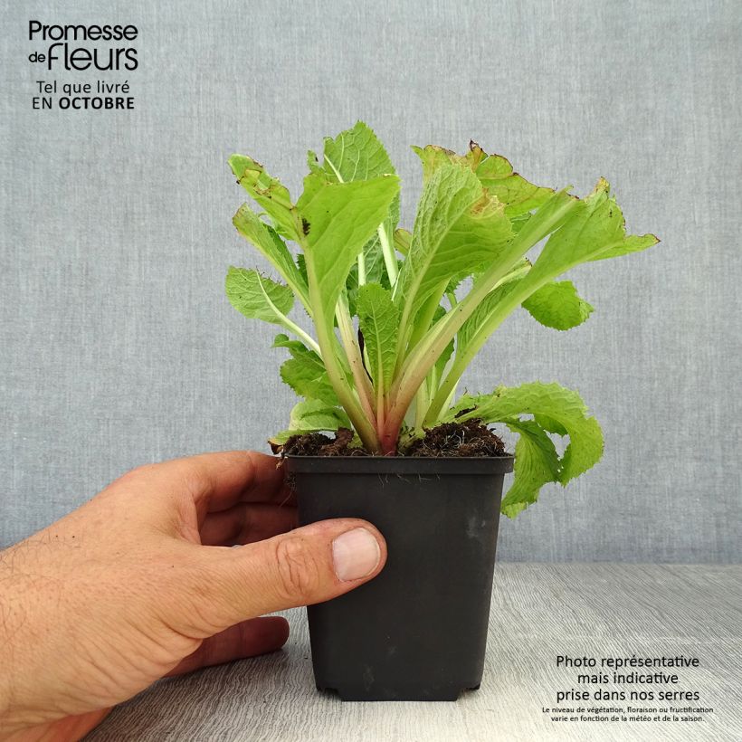 Example of Primula japonica Apple Blossom - Etagen-Primel Kleine Töpfe von 8/9 cm as you get in automne