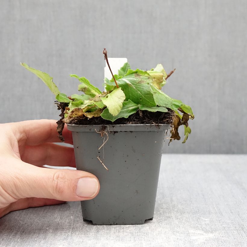 Exemplar von Primula polyantha Oak Leaf Yellow Picotee - Primel Kleine Töpfe von 8/9 cm wie im Winter geliefert