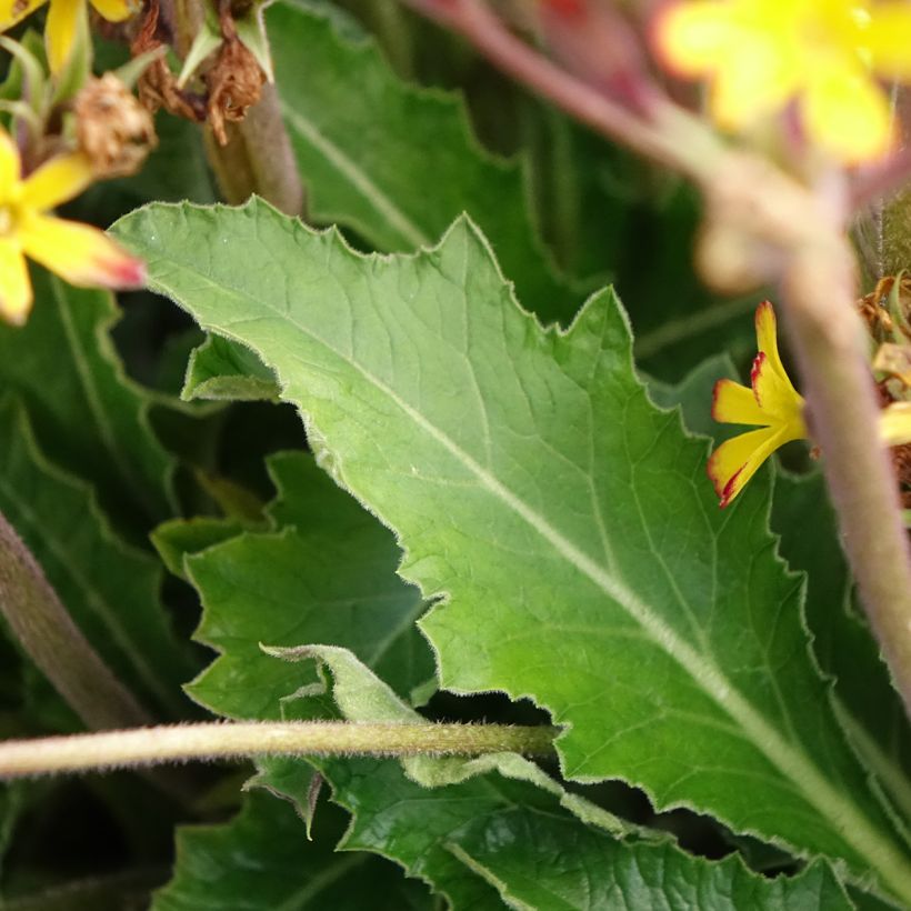 Primula polyantha Oak Leaf Yellow Picotee - Primel (Laub)